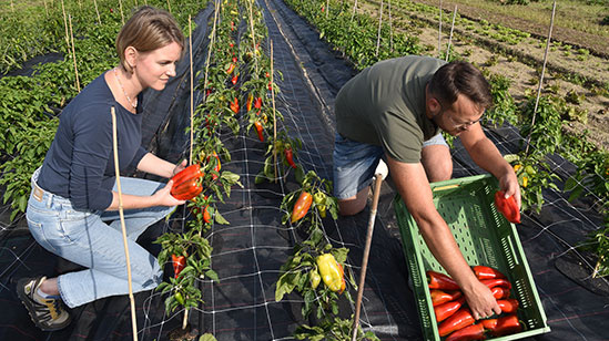 Hjördis und Hjalmar ernten Paprika im Freiland