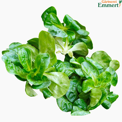 Produktfoto zu Feldsalat