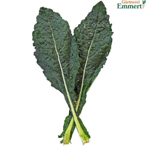 Produktfoto zu Toskanischer Palmkohl