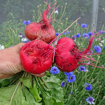 Produktfoto zu Geringelte Bete im Bund