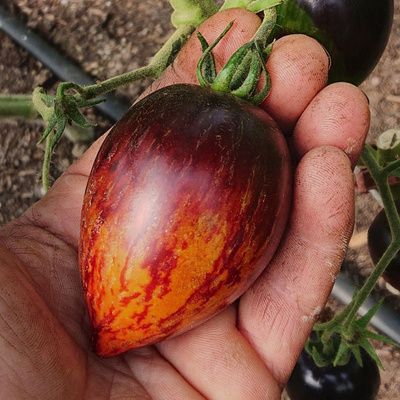Produktfoto zu Tomate "Cosmic Eclips"