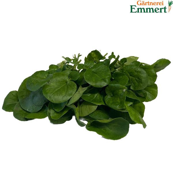 Produktfoto zu Winterkresse