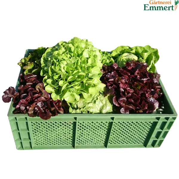 Produktfoto zu Salat der Woche