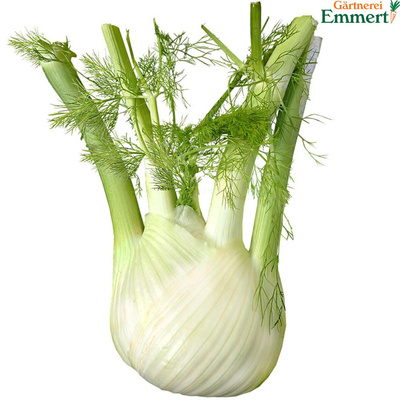 Produktfoto zu Fenchel