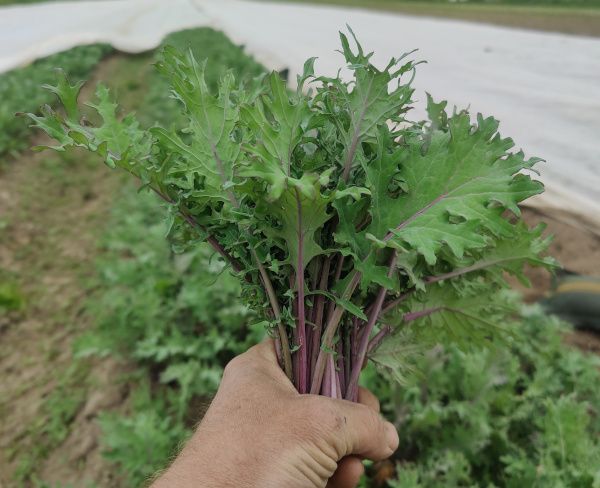 Ein Bund Baby Kale in Hand gehalten